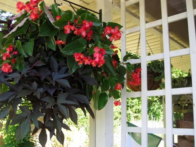Via Veneto - Old Town Bed & Breakfast Niagara-on-the-Lake Eksteriør bilde